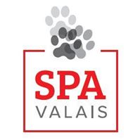 La SPA Valais s'indigne après la découverte de huit chatons dans une rivière à Vétroz